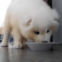 Nego hranjenje samoyed i kako se brinuti za njega